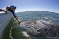   gray whale lopez mateos baja california sur  